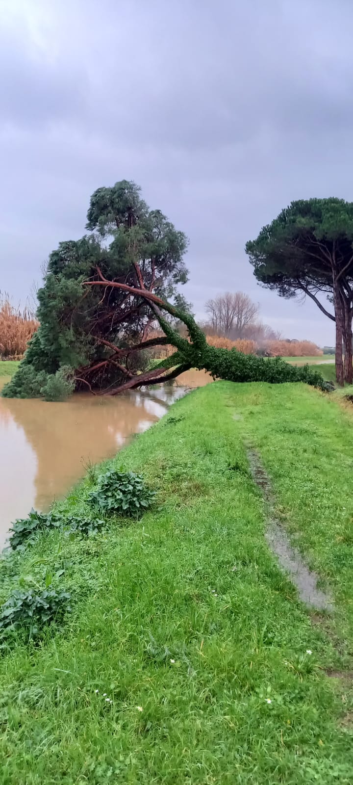 20210122_Pino Teso|20210122_Lago Massaciuccoli|20210122_SerchioVecchiano|20210122_Versilia_ponte di tavole|20210122_Versilia_seravezza|20210122_Baccatoio