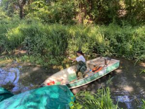 Rimozione del miriofillo dalla Fossa Fiorentina a Montignoso