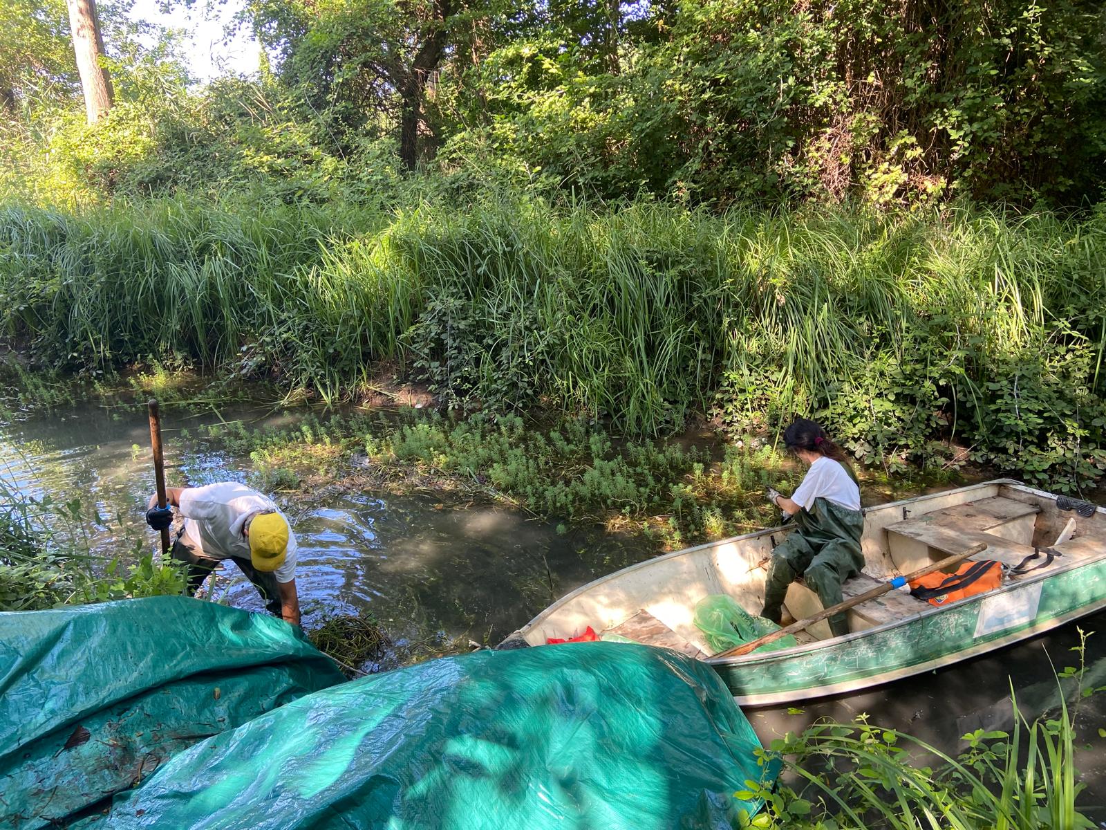 Rimozione del miriofillo dalla Fossa Fiorentina a Montignoso